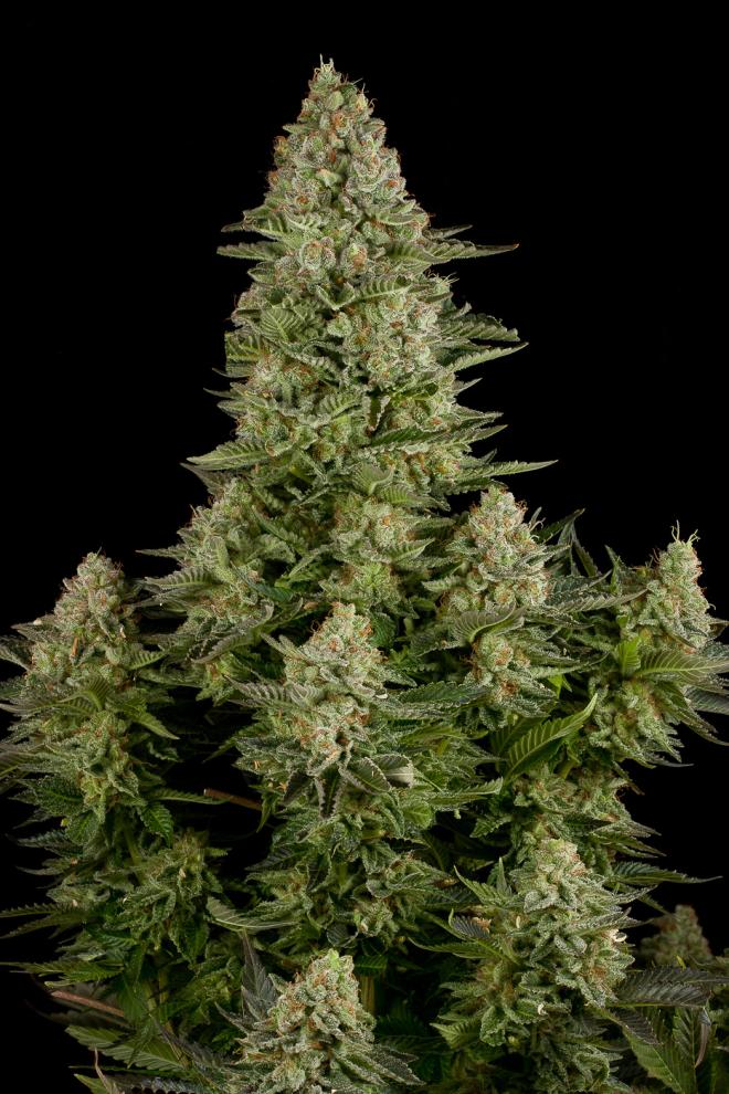 Dinafem White Widow CBD Pack de 10 Graines (Feminized)