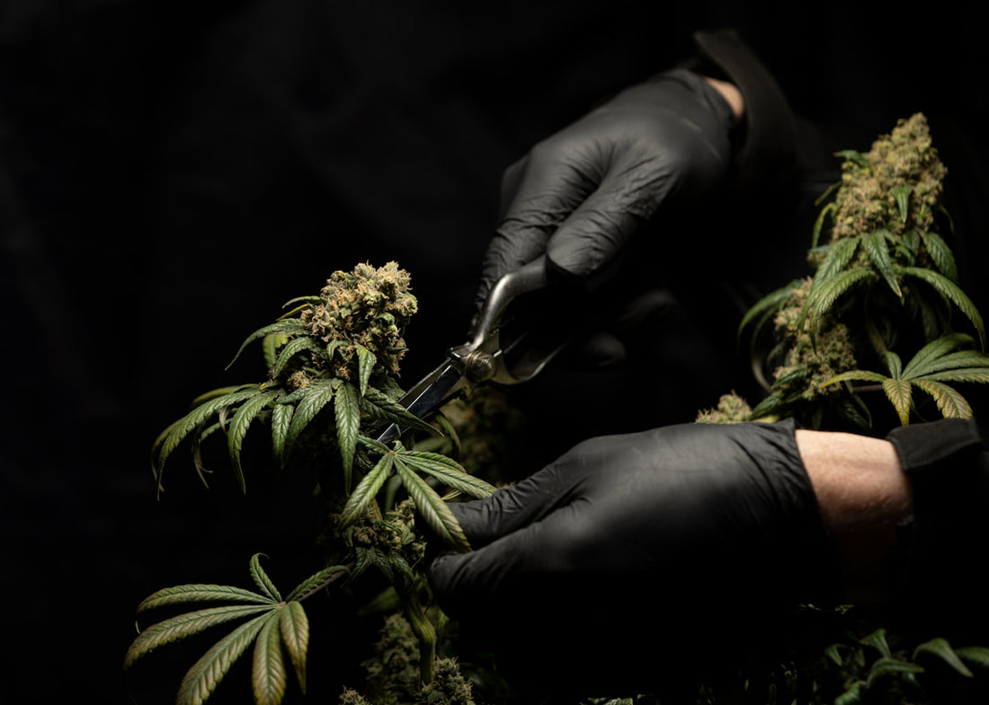 Fleurs de chanvre CBD de qualité premium - GreenzCBD