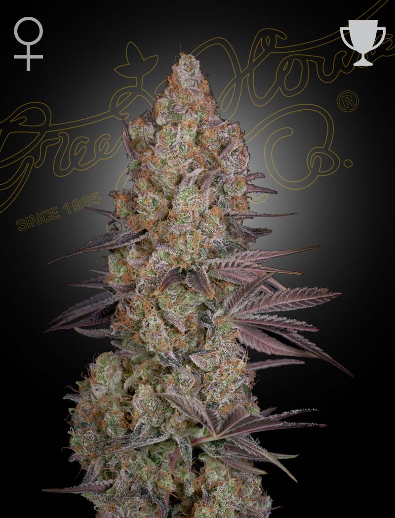 Exodus Cheese GreenHouse Seeds Pack de 3 Graines (Feminized)