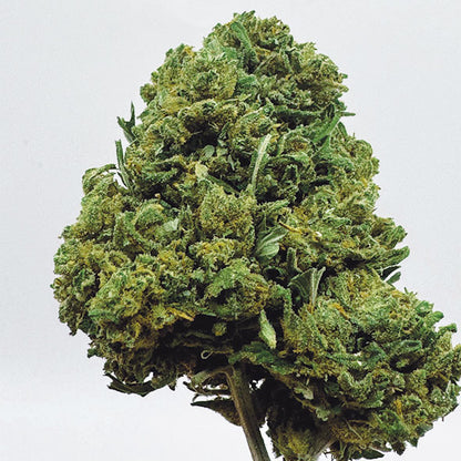 Green Crack CBN+