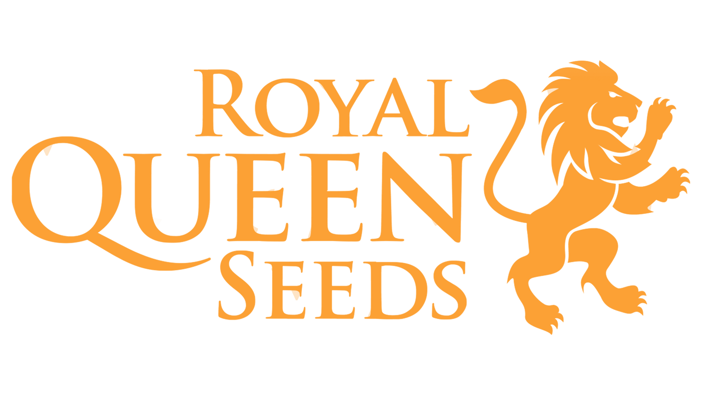 White Widow Royal Queen Seeds Pack de 3 Graines (Feminized)