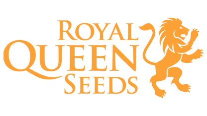 White Widow Royal Queen Seeds Pack de 3 Graines (Feminized)