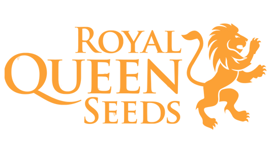 Amnésia Haze Royal Queen Seeds Pack de 3 Graines (Feminized)