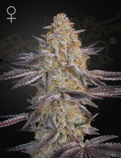 Super Lemon Haze X RS11 GreenHouse Seeds Pack de 5 Graines (Feminized)