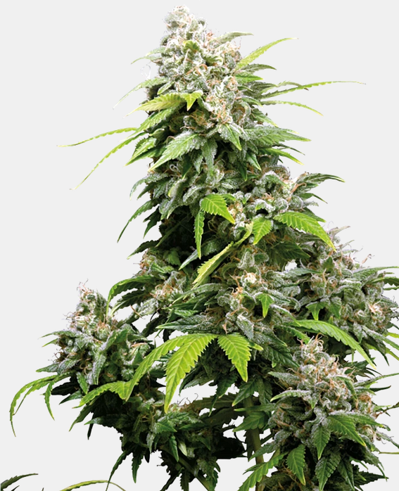 California Indica Sensi Seeds Pack de 5 Graines (Feminized)