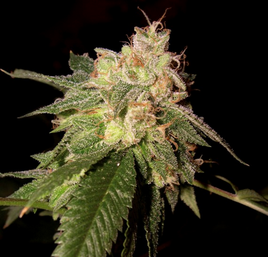 OG Kush DNA Genetics  Pack de 5 Graines (Feminized)