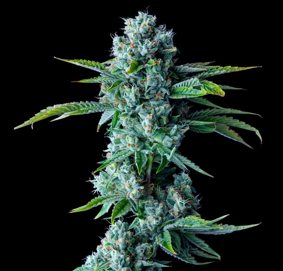 Skywalker Kush DNA Genetics  Pack de 5 Graines (Feminized)