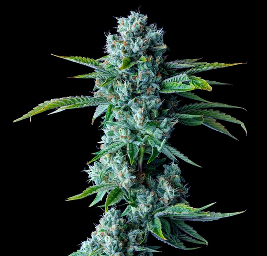 Skywalker Kush DNA Genetics  Pack de 5 Graines (Feminized)