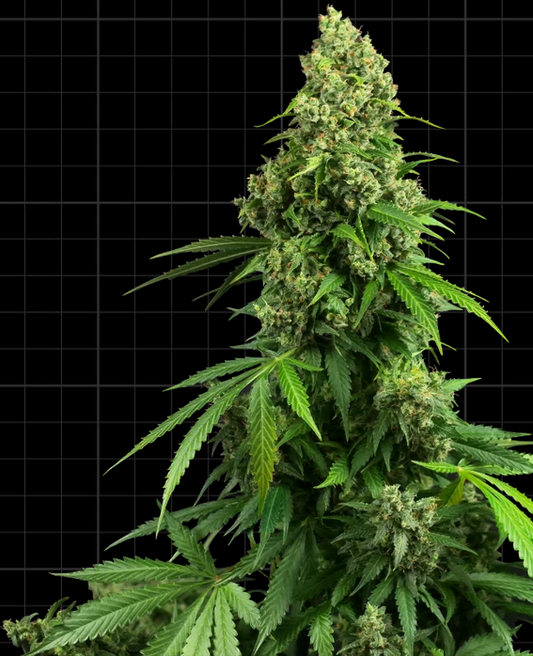 Honey Melon Kush AUTO Sensi Seeds Pack de 5 Graines (Feminized)