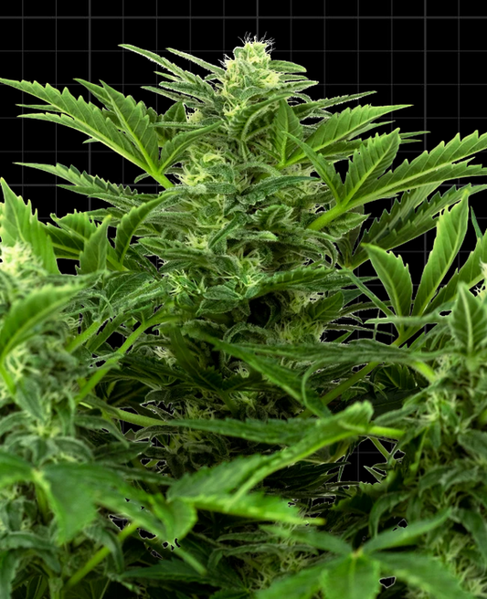 Mandarine Punch AUTO Sensi Seeds Pack de 5 Graines (Feminized)