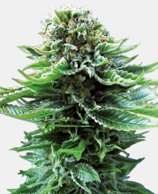 Northern Lights AUTO Sensi Seeds Pack de 5 Graines (Feminized)