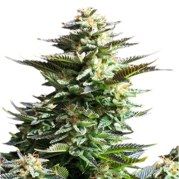 Amnésia Haze Royal Queen Seeds Pack de 3 Graines (Feminized)