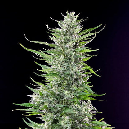 Fat Banana Premium Royal Queen Seeds Pack de 10 Graines (Feminized)