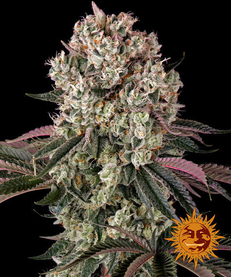 Glookies Barney's Farm Pack de 5 Graines (Feminized)