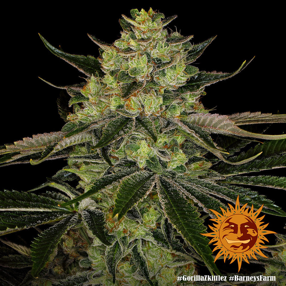 Gorilla Zkittlez Barney's Farm Pack de 3 Graines (Feminized)