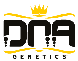 Banana Strawberry DNA Genetics *Réserve Privée* Pack de 5 Graines (Feminized)