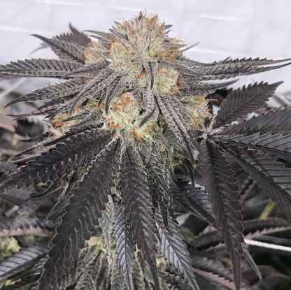 Purple Chem Cali Connection Pack de 6 Graines (Feminized)