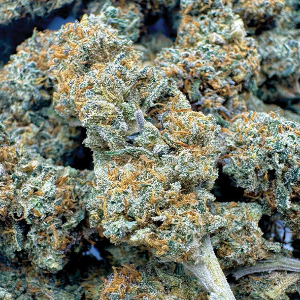 RS11 x Blue Dream CBD | Fleur Californienne Indoor Premium