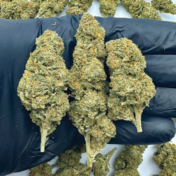 RS11 x Blue Dream CBD | Fleur Californienne Indoor Premium