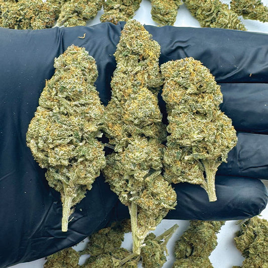 RS11 x Blue Dream CBD | Fleur Californienne Indoor Premium