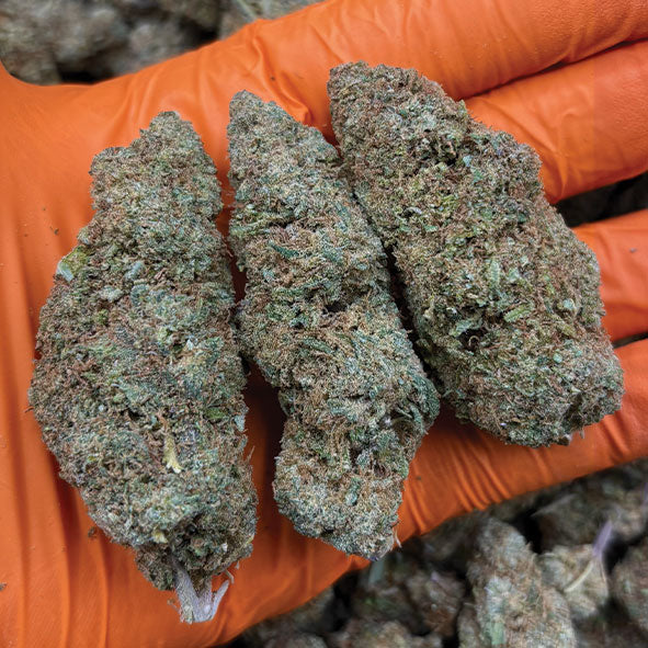 Fleur CBD Runtzosa | Runtz x Mimosa - California Indoor Premium