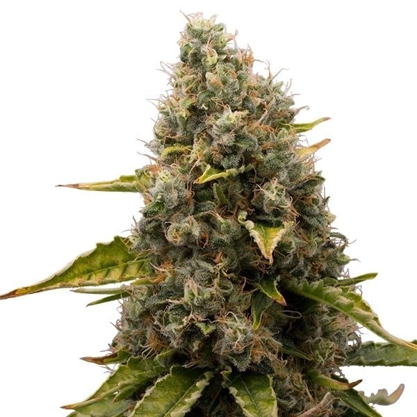 White Widow Royal Queen Seeds Pack de 3 Graines (Feminized)