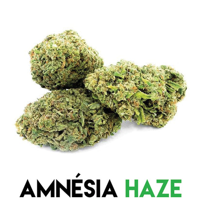 Amnésia Haze CBD